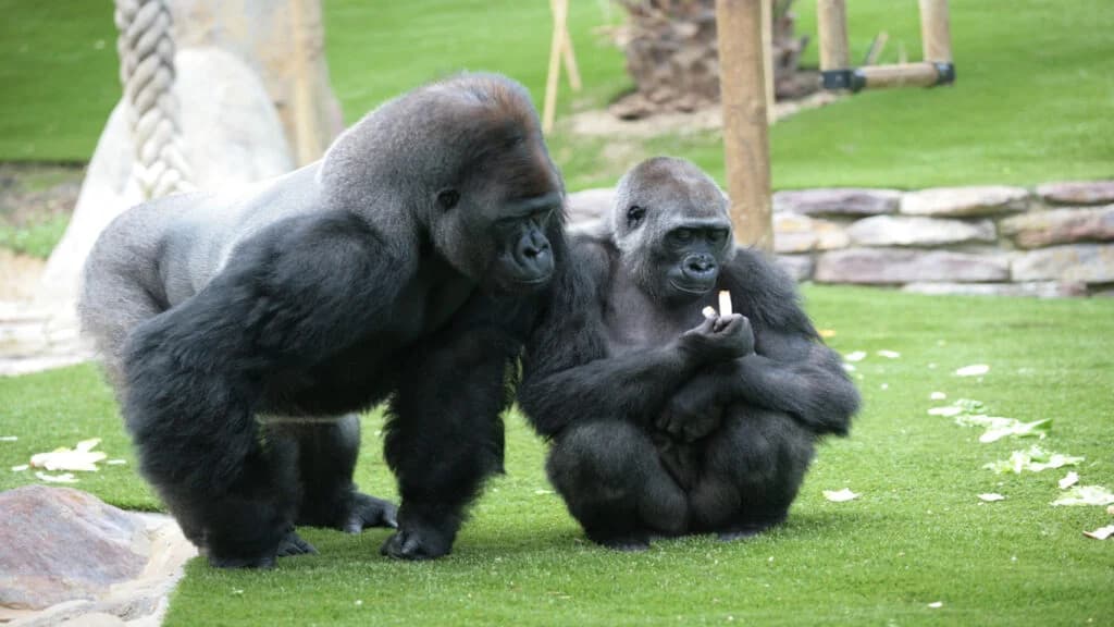 Parcs animaliers à Lyon : le guide pour une immersion sauvage en 2026