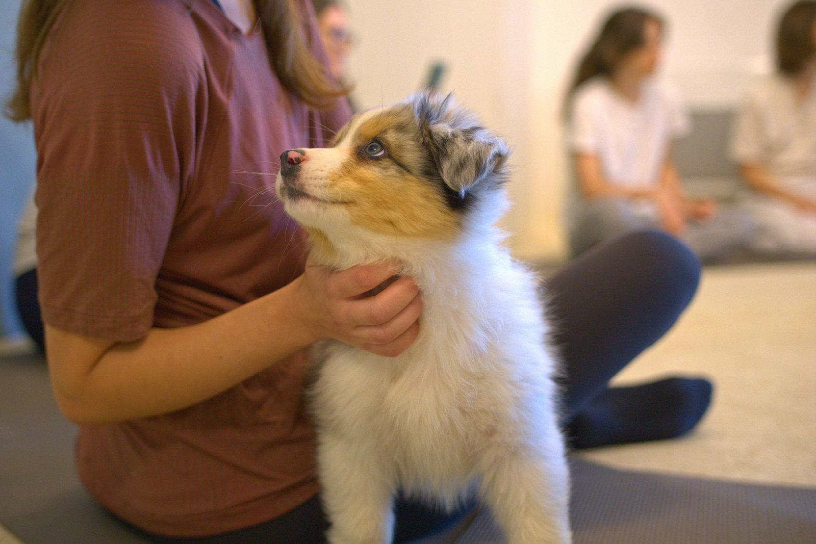Puppy yoga à Lyon : une heure de yoga entourés de chiots